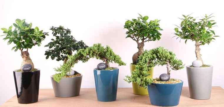 variantes-plantes-bonsaï-japones