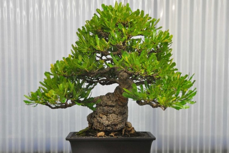 échantillon-bonsaï-intérieur-élégant