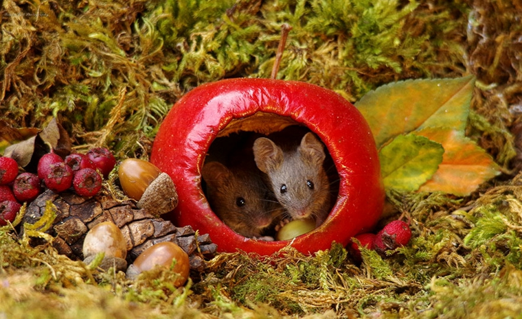 petite maison pour souris