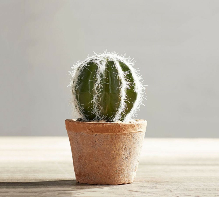 plantes pour cactus résistant au bureau