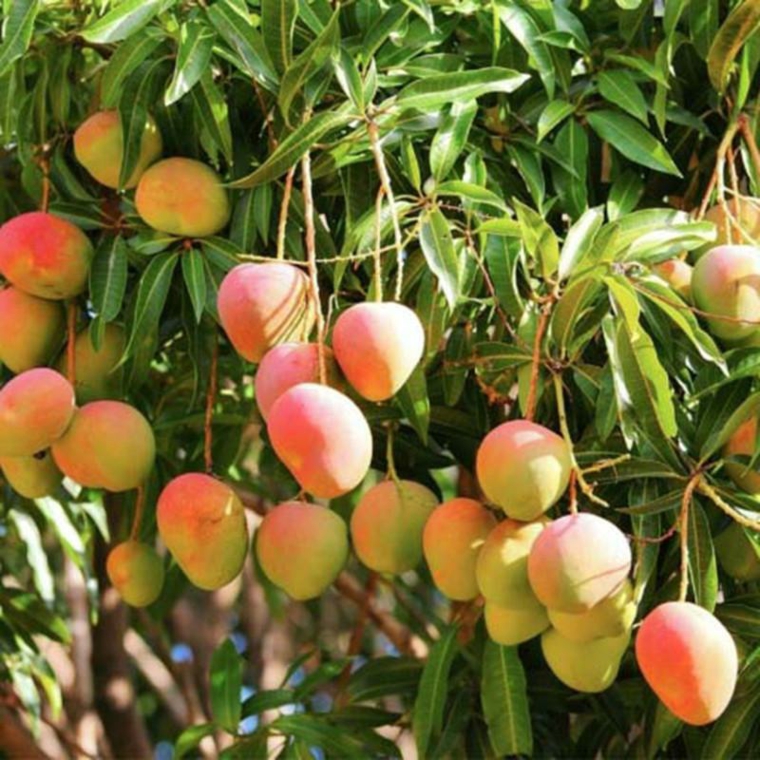 Avantages de lingestion de mangue