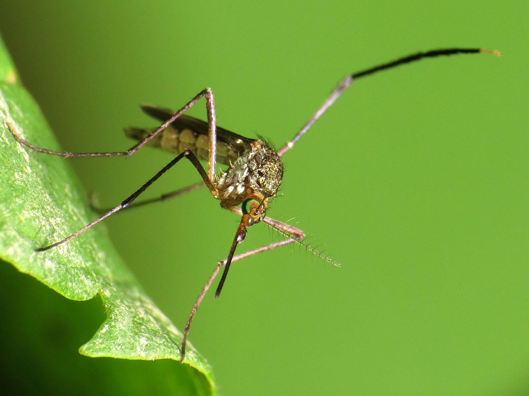 répulsif contre les moustiques-naturel-maison-conseils