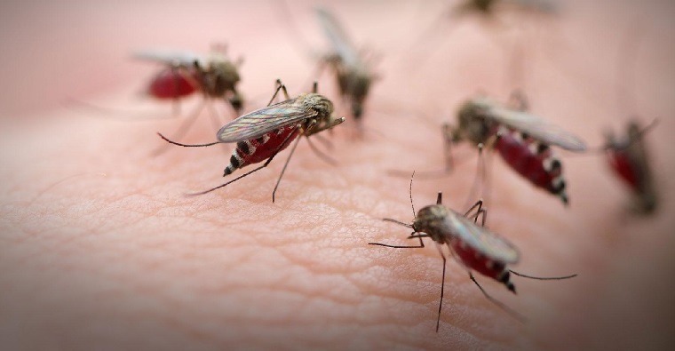 anti-moustiques-maladies-naturelles-idées